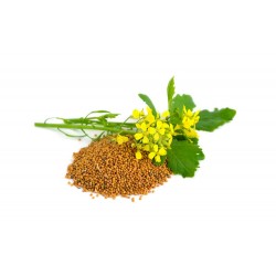 Boabe mustar 1Kg Boabe mustar 1Kg