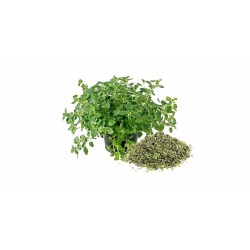 Oregano Maruntit 100g Oregano Maruntit 100g