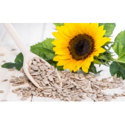 Miez floarea soarelui crud 25 kg - 11 lei / kg Miez floarea soarelui crud 25 kg - 11 lei / kg