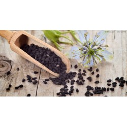 Chimion negru seminte 500g Chimion negru seminte 500g