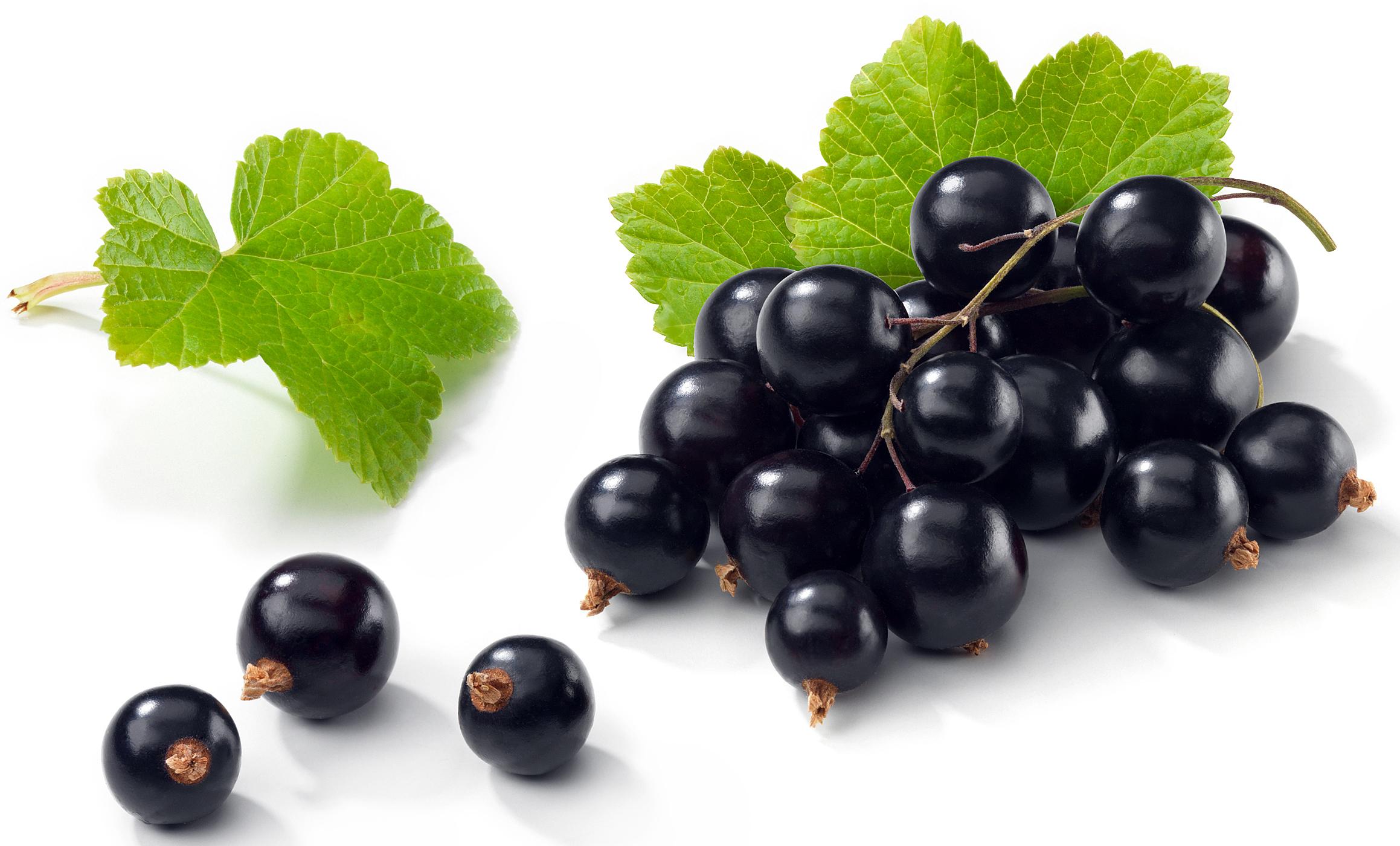 cu vene varicoase coacaze negre