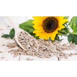 Miez floarea soarelui crud 1kg Miez floarea soarelui crud 1kg